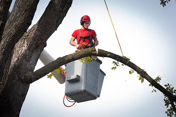 How Our Tree Care Process Works  in  Grosse Pointe, MI